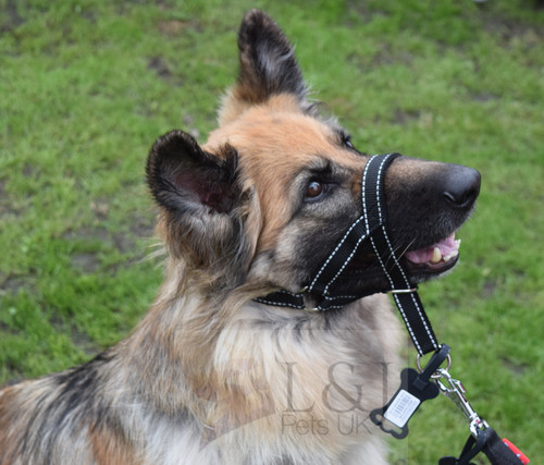 Padded head collar reflective - padded,