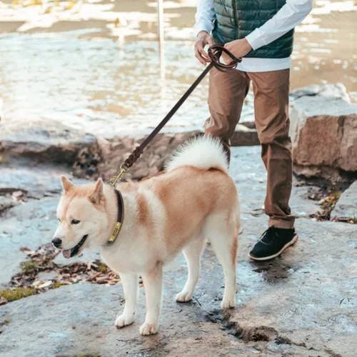 Leather dog leash - leather, pet
