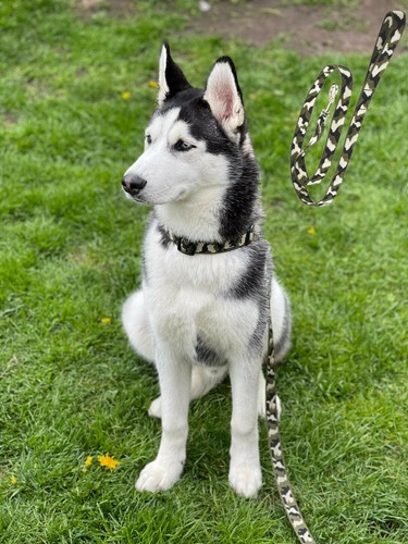 Camo leash dog - training, lead